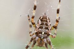 Cross Spider - Areneus diadematus   - Park Farm, Conisbro'.