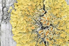 Lichen on Fence post - Park Farm, Conisbro'.