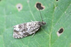 Micro-moth - Park Farm, Conisbro'. 
