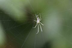 Spider on web - Park Farm, Conisbro'. 