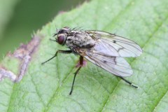 Unknown Fly - Park Farm, Conisbro'. 