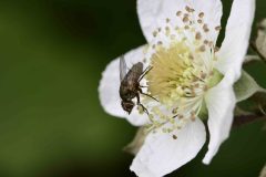 Unknown Fly - Park Farm, Conisbro'. 