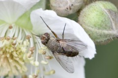 Unknown Fly - Park Farm, Conisbro'. 