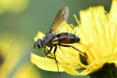 Eriothrix rufomaculata   - Park Farm, Conisbro'.