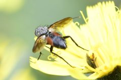 Eriothrix rufomaculata   - Park Farm, Conisbro'. 