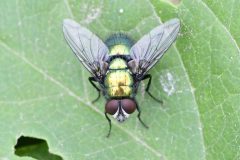 Greenbottle - Lucilia sericata - Park Farm, Conisbro'. 