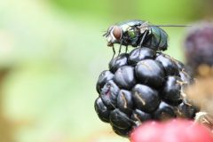 Greenbottle - Lucilia sericata - Park Farm, Conisbro'. 