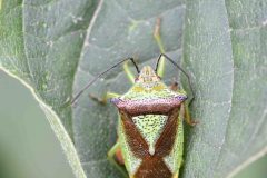 Hawthorn Shieldbug - Acanthosoma haemorrhoidale - Park Farm, Conisbro'. 