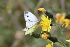 Large White - Pieris brassiae- Park Farm, Conisbro'. 