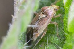 Plant Bug - Lygus sp.  Park Farm, Conisbro'. 