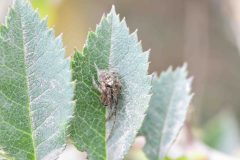 Metellina Segmentata.  Park Farm, Conisbro'.