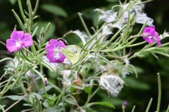 Small White - Pieris rapae, Park Farm, Conisbro'. 