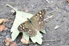 Speckled Wood (Pararge aegeria) , Park Farm, Conisbro'. 