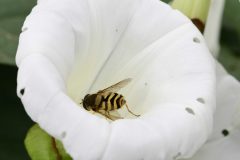 Hoverfly -  Syrphini sp., Park Farm, Conisbro'. 