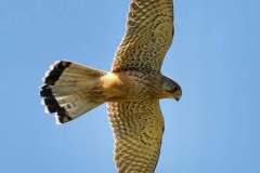 Kestrel.