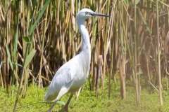 Egret