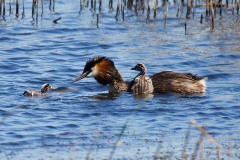 Great Crested Grebe with chicks