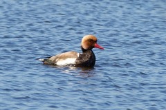 Red Crested Pochard