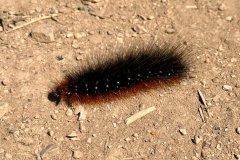 Garden Tiger caterpillar.