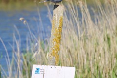 Tern.