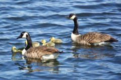 Canada Geese with goslings