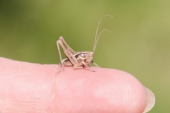 Roesel's Bush Cricket.