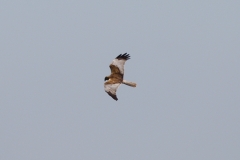 Marsh Harrier.