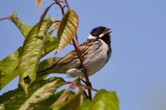 Reed Bunting.