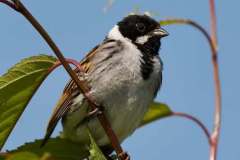 Reed Bunting. Photo by Samantha Batty