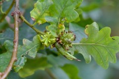 A group of three galls on Oak -  Woodfield CP. 