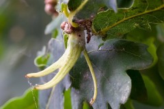 Andricus aries, Ram’s-horn Gall, on Oak -  Woodfield CP. 