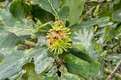 Andricus grossulariae Gall on Oak -  Woodfield CP. 