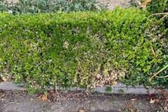 Box hedging showing feeding signs of Box-tree Moth larvae - Woodfield CP. 