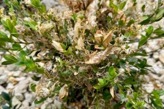 Box plants, (Buxus sempervirens), displaying damage caused by Box-tree Moth, (Cydalima perspectalis) larvae.- Woodfield CP. 