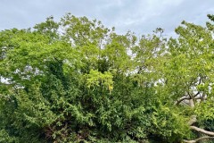 Caucasian Wingnut (Pterocarya fraxinifolia) - Woodfield CP. 