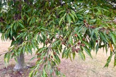 Common Beech (Fagus sylvatica) ‘laciniata’ -  Woodfield CP. 