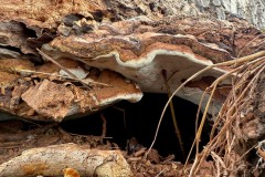 Ganoderma sp. on felled Walnut. -  Woodfield CP. 