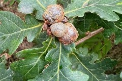 Galls on Oak -  Woodfield CP. 