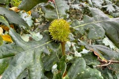 Hedgehog Gall (Andricus lucidus) on Oak -  Woodfield CP. Photo by Samantha Batty