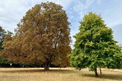 Horse Chestnut (Aeschylus hippocastanum) and Turkish Hazel (Cory’s colurna). 