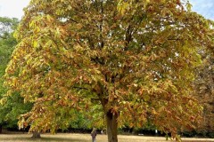 Horse Chestnut showing the signs of the leaf mining Moth (Cameraria ohridella), Horse-chestnut Leaf-miner - Woodfield CP. 