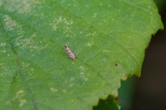 Horse-chestnut Leaf-miner, (Cameraria ohridella) - Woodfield CP. 