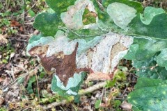 Leafmine of Acrocercops brongniardella Moth on Oak -  Woodfield CP. 