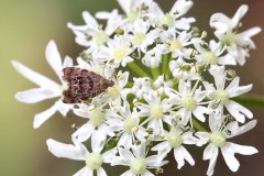 Nettle-tap Moth, (Anthophila fabricana) - Woodfield CP. 