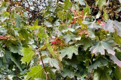 Norway Maple, (Acer platanoides) - Woodfield CP. Photo by Samantha Batty