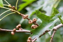 Pin Oak (Quercus palustris) -  Woodfield CP. 