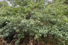 Pin Oak (Quercus palustris) -  Woodfield CP. 