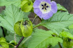 Shoo-fly Plant (Nicandra physalodes) -  Woodfield CP. 