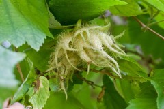 Turkish Hazel nut husk -  Woodfield CP. 