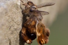 Vapourer Moth (Orgyia antiqua), with wings not fully expanded.